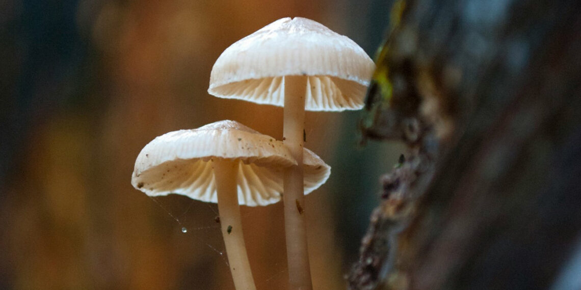 How Lion’s Mane Mushroom Can Benefit Your Life? [A Complete Guide]