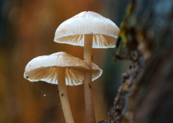 How Lion’s Mane Mushroom Can Benefit Your Life? [A Complete Guide]