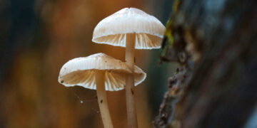 How Lion’s Mane Mushroom Can Benefit Your Life? [A Complete Guide]