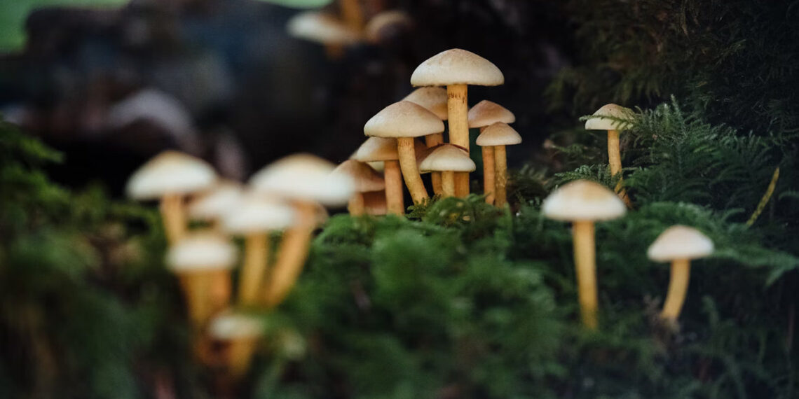 8 Iconic Caribbean Music Festivals: Must Go