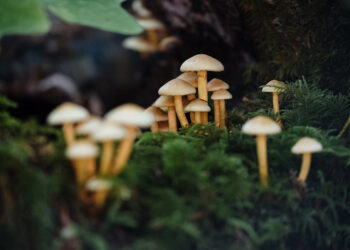 8 Iconic Caribbean Music Festivals: Must Go